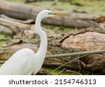 A Great Egret Close Up Wading...