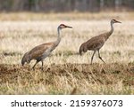 A pair of sandhill cranes walk through a freshly plowed agricultural farm field in the upper peninsula of Michigan. 