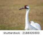 A close-up of a whooping crane in a farm field in central Florida. 