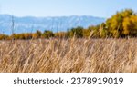 Small photo of Selective focus of tall grass waving in the wind. Yellow wild grass against the backdrop of a autumn tress and mountain range. Beautiful landscape with amazing cloudy sky.