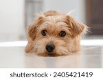 small furry beige dog lying on the floor looking intently