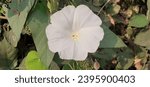 Small photo of Operculina Turpethum is a Morning Glory family species flowering plant. It is also known Fue Vao, Turpeth and St. Thomas Lidpod. Native place of this flowering plant is India.