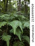 Large Fern Leaves In The Forest