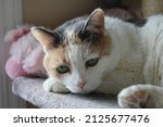 Small photo of Female Calico cat straight onlook