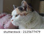 Small photo of Female Calico cat straight onlook