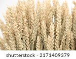 Sheaf Of Ripe Ears Of Wheat....