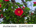 Camellia sasanqua flower in...
