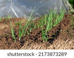 Small photo of A bed of green onions is planted exactly in the garden. Selective focus