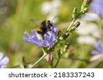 Bumblebee collecting nectar from flower. Buff tailed bumblebee or large earth bumblebee (Bombus terrestris) in a field overgrown with a Common chicory (Cichorium intybus) and other herbs.