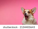 Small photo of Funny Welsh Corgi Pembroke dog, isolated on a pink background. Funny dog with an open mouth looking at the camera, catching a treat. Time for a delicious lunch. Humor. Pet Day.