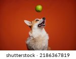 Small photo of Happy Welsh Corgi Pembroke dog looking at a dangling green apple. The dog and the green apple are isolated on an orange background. Apples in the puppy's diet. Healthy Lifestyle.
