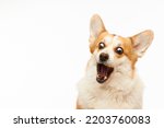 Small photo of Studio shot of Welsh corgi Pembroke catching a treat. The dog is isolated on a white background. Funny dog face.
