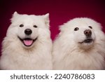 Two funny dogs with their tongues hanging out on a burgundy background. A dog with a suspicious face. Funny memes. Cute Samoyed dogs.