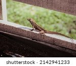 Brown Anole Lizard On Fencing 