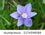 Beautiful Purple Prairie Flower ...