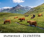 Small photo of Amazing group of yaks grazing in the Swiss mountains near the Maloja Pass. Hairy and majestic yaks. The beauty of the Engadine, trekking, wilderness and wild animals. Pleasant summer day