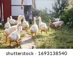 The farmer drives the geese to...