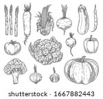 farm vegetables vector sketches.... | Shutterstock .eps vector #1667882443