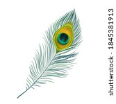 Peacock Feather Isolated Vector ...