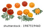 marigold flowers blossoms ... | Shutterstock .eps vector #1987519460
