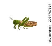 Locust Grasshopper Icon  Pest...