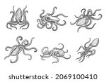 Hand Drawn Isolated Octopus ...