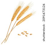 Realistic Wheat  Rye  Oat Or...