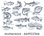 Fishes Sketch Icons Of Tuna ...