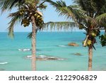 Sea, vacation, summer. beach, palm trees with coconuts.Koh Samui Island Thailand.Crystal Bay Beach.Silver Beach.