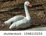 A White Goose With A Pout