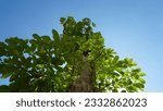 Small photo of East Java, Indonesia – July 17, 2023 : A photograph taken from a low angle of a Blackboard tree as known as Alstonia scholaris, planted within the compound of Van Den Bosh fortress