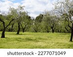Small photo of Flowers and trees in parque Quinta de los Molinos in Madrid, Spain