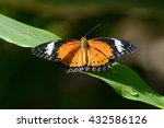 Plain Tiger Butterfly  Danaus...