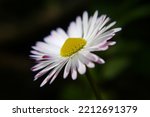 Closeup of a white daisy flower