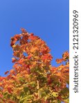 Picture Of Maple Tree In Autumn ...