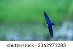 Small photo of Wire Tailed Swallow - AKF05929-20230808 - Wire Tailed Swallow - On the Flight