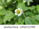 Small photo of Tridax procumbens is listed as a Federal Noxious Weed.