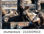 Two sea lions sitting on a dock on Pier 39 in San Francisco, California bark in unison like they are singing in a chorus.
