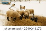 Small photo of Sheep Suffolk lambs bio winter organic farm ewe corn silage fodder feeding baby flock white herd British breed domestic snow organic young farming snowy ice fence enclosure, raised meat, wool Europe