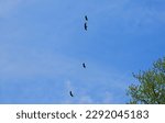 Four Turkey Vultures Flying...