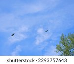 Two Turkey Vultures Flying...