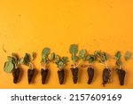 Small photo of dried chard plants on orange background, denunciation desertification, climate change