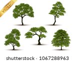 beautiful tree realistic  on a... | Shutterstock .eps vector #1067288963