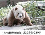Small photo of Happy Playful Brown Panda , Qi Zai, Louguantai National Forest Park, Xi'an, China