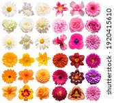 Small photo of Big collection of various head flowers purple, white, orange and pink isolated on white background. Perfectly retouched, full depth of field on the photo. Top view, flat lay