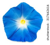 Blue Morning Glory Flower...