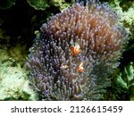 beautiful nemo fish and beautiful coral in the sea