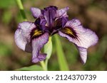 Small photo of Iris 'Kurokawa Noh' with a purple flower of an eyelash Iris - Pseudata hybrid