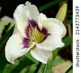 Small photo of Daylily 'Forsyth Snow Boy' with white flower and purple eye