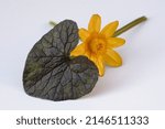 Small photo of lesser celandine (Ranunculus ficaria) 'Coppernob' with yellow flower and copper brown leaf